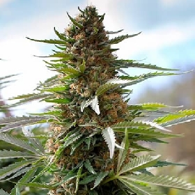 Overdawg > Medical Seeds